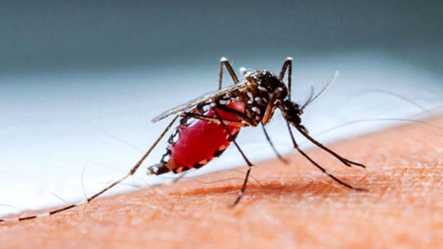 ডেঙ্গুতে আক্রান্ত হয়ে ২৪ ঘণ্টায় ৪ জনের মৃত্যু, হাসপাতালে ভর্তি ৯৪২ জন