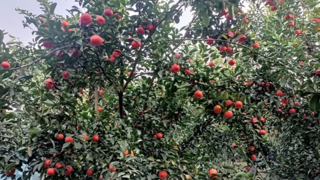 মালটা-কমলার বাণিজ্যিক চাষে এগিয়ে রংপুর অঞ্চল