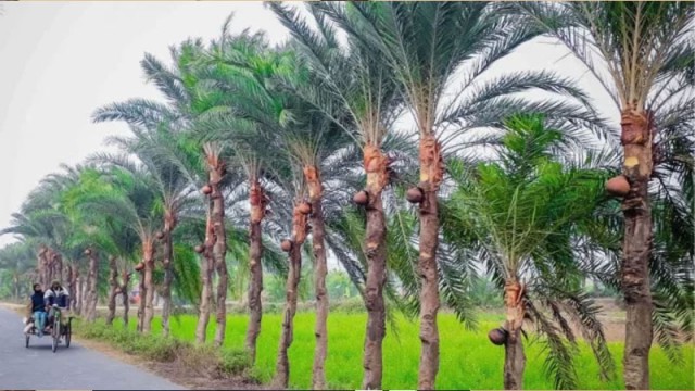 যশোরের যশ খেজুরের রস