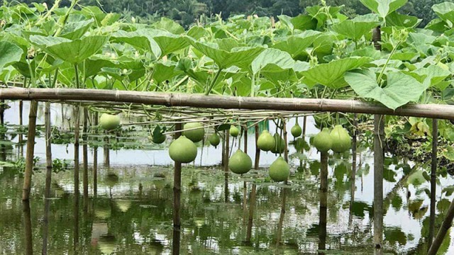 অসময়ের বৃষ্টিতে ডুবে গেল সবজিখেত