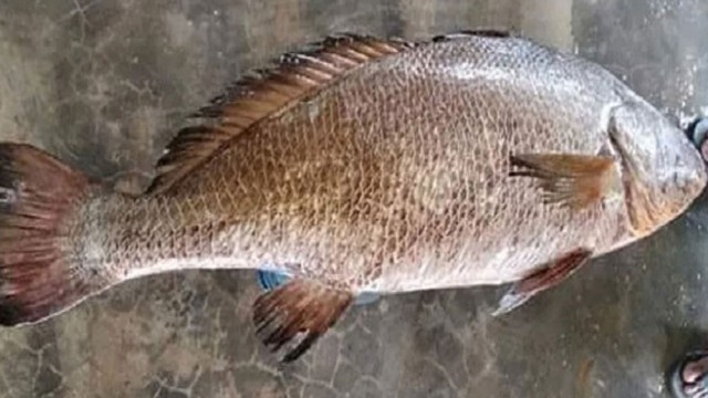 ধরা পড়লো বিরল প্রজাতির কালো পোয়া, ৭২ হাজার টাকায় বিক্রি